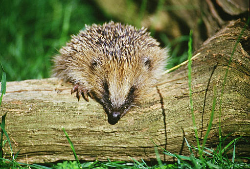 Thank you! Hog-on-a-log by Steven Oliver