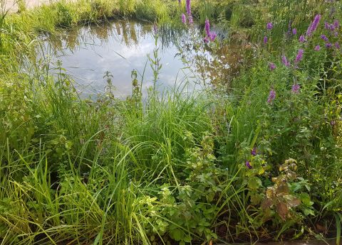 Inspired by one of the many 'Pingo's' post-glaciation kettle ponds found in this area of Norfolk