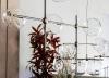 Cattelan Italia Bloom Chandelier