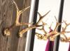 Mogg Hubertus Coat Hooks